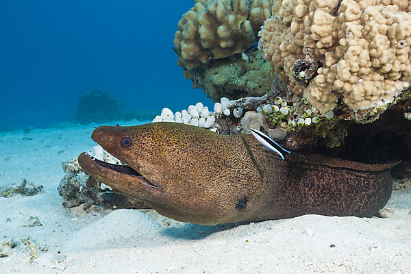 Riesenmuraene, Gymnothorax javanicus, Great Barrier Reef, Australien