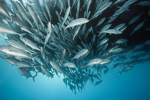 Shoal of Bigeye Trevally, Caranx sexfasciatus, Great Barrier Reef, Australia