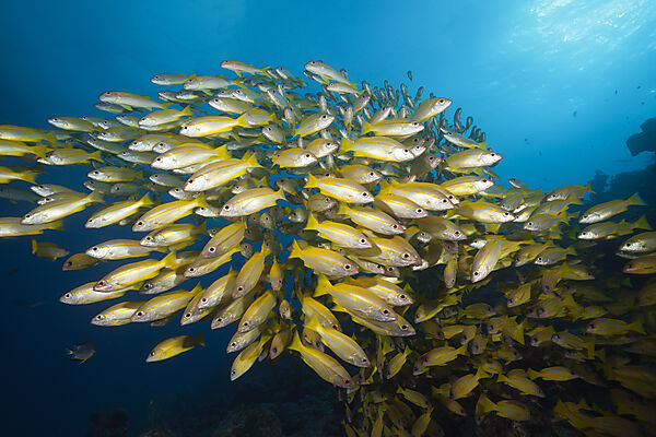 Schwarm Grossaugen-Schnapper, Lutjanus lutjanus, Great Barrier Reef, Australien