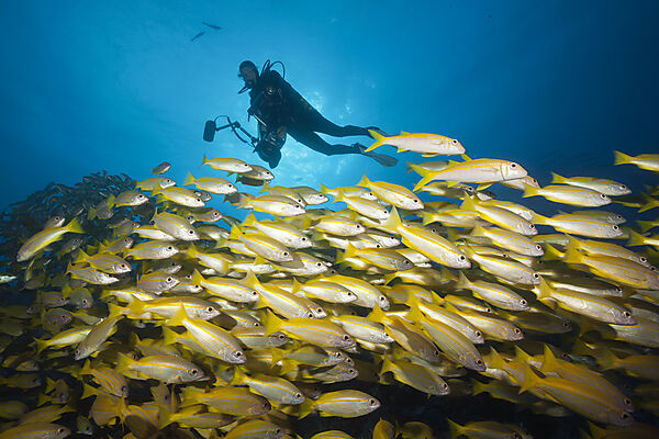 Schwarm Grossaugen-Schnapper, Lutjanus lutjanus, Great Barrier Reef, Australien