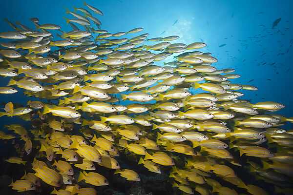 Schwarm Grossaugen-Schnapper und Fuenfstreifen-Schnapper, Lutjanus lutjanus, Great Barrier Reef, Australien
