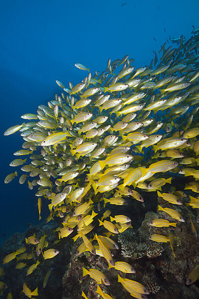 Schwarm Grossaugen-Schnapper und Fuenfstreifen-Schnapper, Lutjanus lutjanus, Great Barrier Reef, Australien