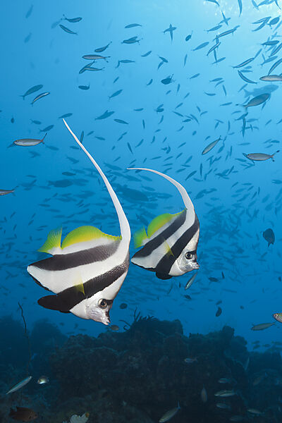 Pair of Longfin Bannerfish, Heniochus acuminatus, Great Barrier Reef, Australia