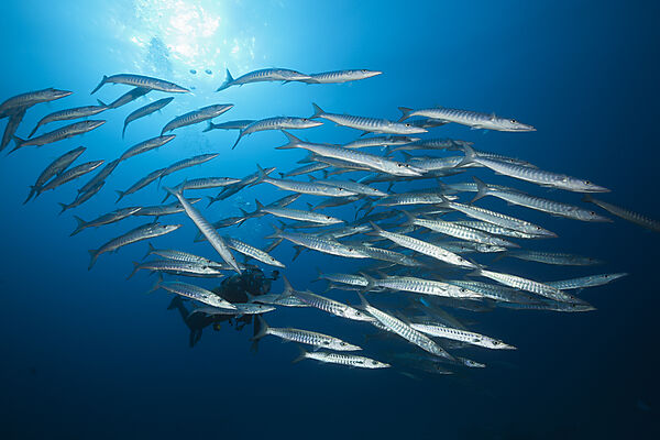 Shoal of Blackfin Barracuda, Sphyraena qenie, Great Barrier Reef, Australia