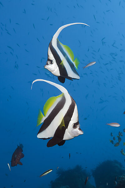 Pair of Longfin Bannerfish, Heniochus acuminatus, Great Barrier Reef, Australia