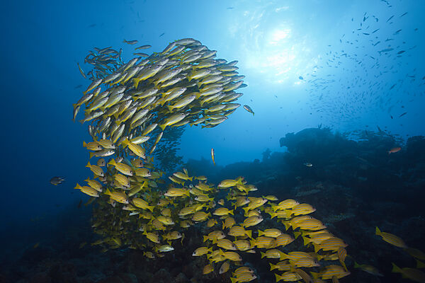 Schwarm Grossaugen-Schnapper und Fuenfstreifen-Schnapper, Lutjanus lutjanus, Great Barrier Reef, Australien