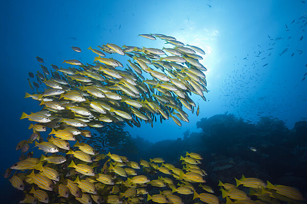 Schwarm Grossaugen-Schnapper und Fuenfstreifen-Schnapper, Lutjanus lutjanus, Great Barrier Reef, Australien