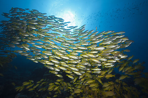 Schwarm Grossaugen-Schnapper und Fuenfstreifen-Schnapper, Lutjanus lutjanus, Great Barrier Reef, Australien