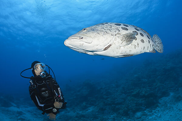 Taucher und Kartoffel-Zackenbarsch, Epinephelus tukula, Cod Hole, Great Barrier Reef, Australien