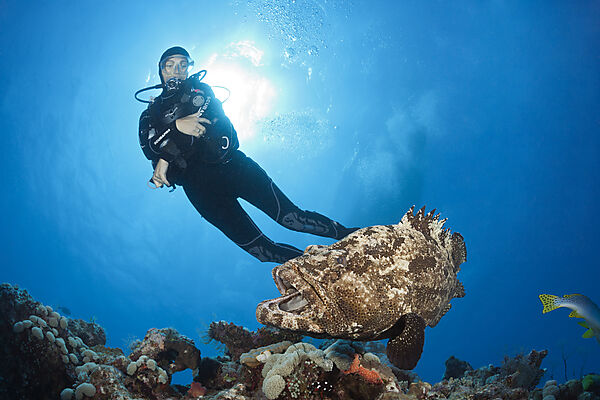 Taucher und Stierkopf-Zackenbarsch, Epinephelus fuscoguttatus, Great Barrier Reef, Australien