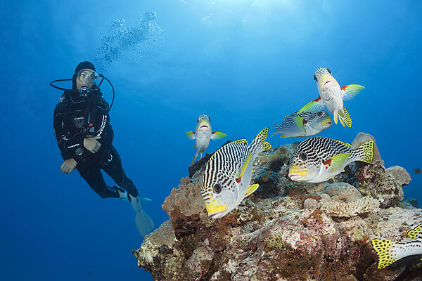 Taucher und Diagonal-Suesslippen, Plectorhinchus lineatus, Great Barrier Reef, Australien
