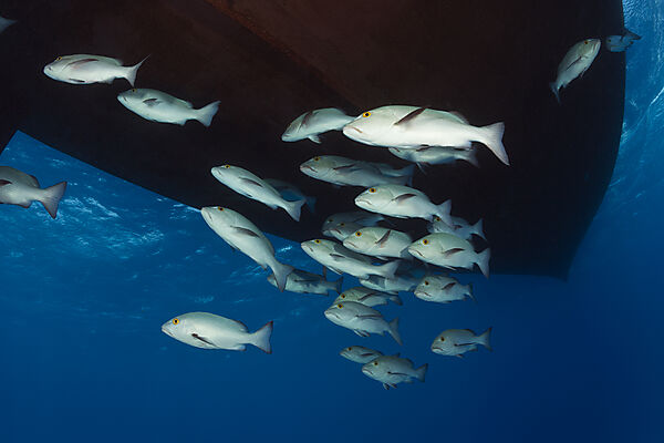 Schwarm Roter Schnapper, Lutjanus bohar, Great Barrier Reef, Australien