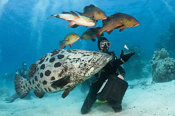 Fuetterung von Kartoffel-Zackenbarsch, Epinephelus tukula, Cod Hole, Great Barrier Reef, Australien