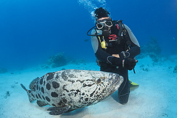 Fuetterung von Kartoffel-Zackenbarsch, Epinephelus tukula, Cod Hole, Great Barrier Reef, Australien