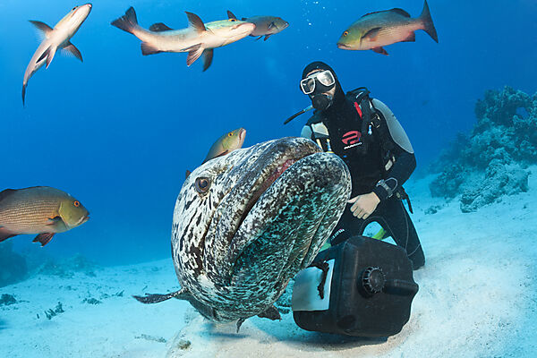 Fuetterung von Kartoffel-Zackenbarsch, Epinephelus tukula, Cod Hole, Great Barrier Reef, Australien