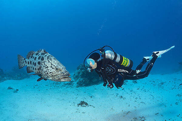Taucher und Kartoffel-Zackenbarsch, Epinephelus tukula, Cod Hole, Great Barrier Reef, Australien