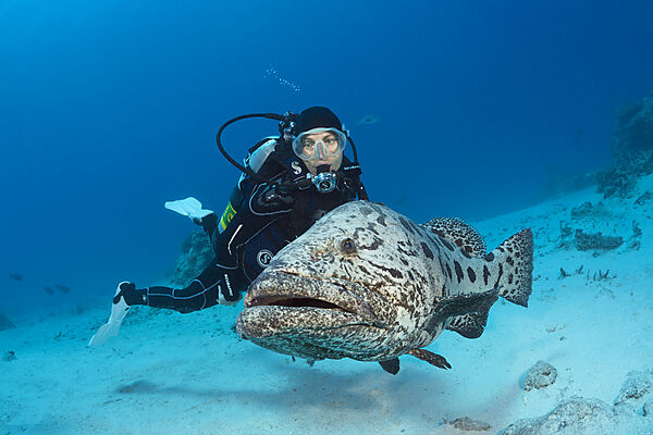 Taucher und Kartoffel-Zackenbarsch, Epinephelus tukula, Cod Hole, Great Barrier Reef, Australien