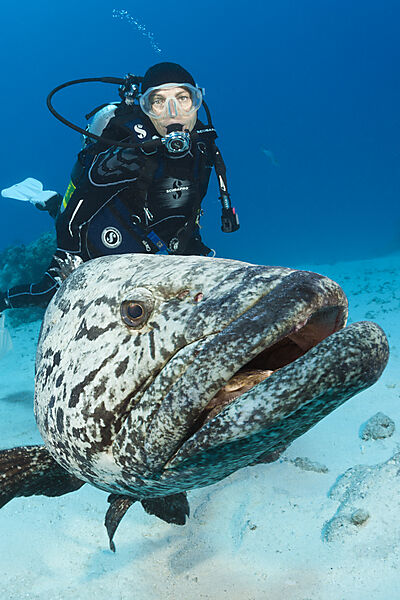 Taucher und Kartoffel-Zackenbarsch, Epinephelus tukula, Cod Hole, Great Barrier Reef, Australien