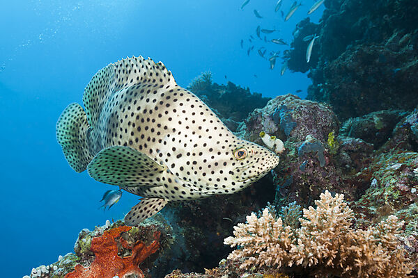 Barramundi Cod, Cromileptes altivelis, Great Barrier Reef, Australia