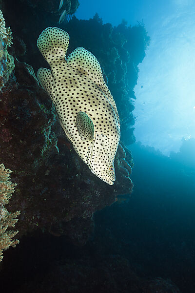Barramundi Cod, Cromileptes altivelis, Great Barrier Reef, Australia