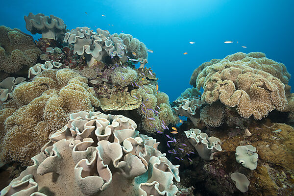Whitleys Fahnenbarsche zwischen Pilz-Lederkorallen, Luzonichthys whitleyi, Great Barrier Reef, Australien