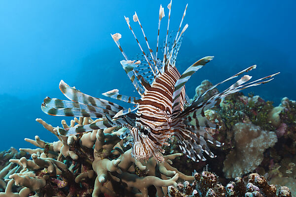 Lionfish over Reef, Pterois vokitans, Osprey Reef, Coral Sea, Australia
