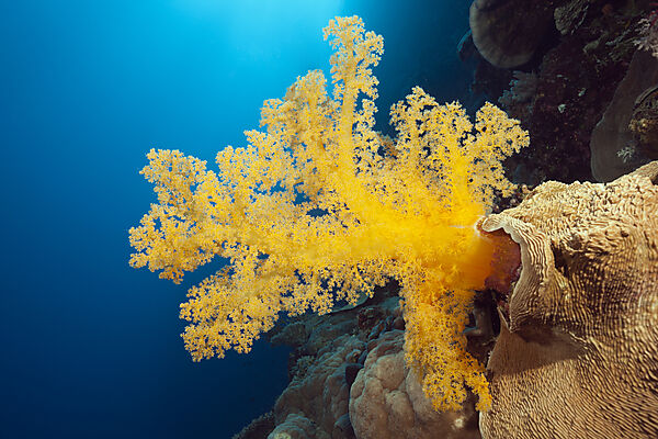 Gelbe Weichkoralle, Dendronephthya klunzingeri, Osprey Reef, Korallenmeer, Australien