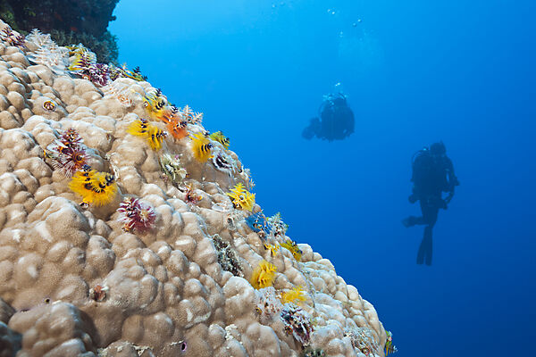 Bunte Spiralroehrenwuermer, Spirobranchus giganteus, Osprey Reef, Korallenmeer, Australien