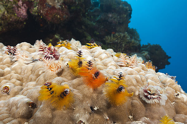 Bunte Spiralroehrenwuermer, Spirobranchus giganteus, Osprey Reef, Korallenmeer, Australien