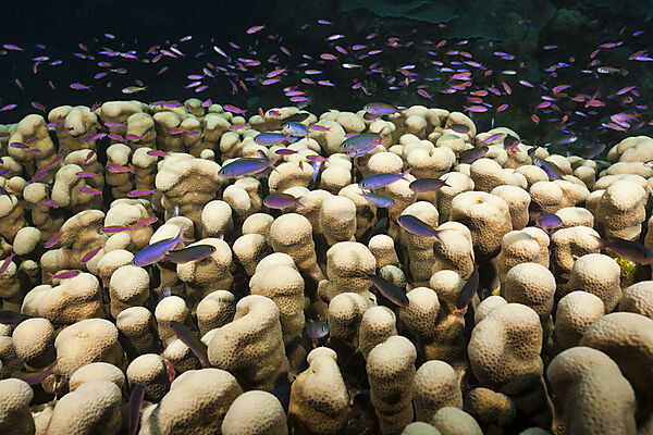 Whitleys Fahnenbarsche am Riff, Luzonichthys whitleyi, Osprey Reef, Korallenmeer, Australien