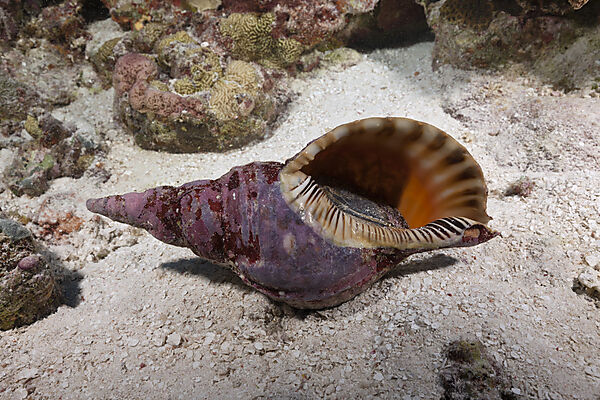 Tritonshorn, Charonia tritonis, Osprey Reef, Korallenmeer, Australien