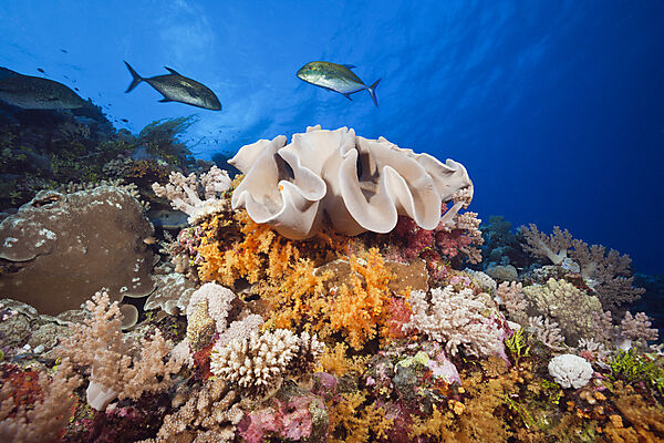 Buntes Korallenriff, Osprey Reef, Korallenmeer, Australien