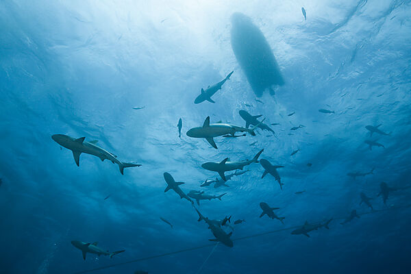 Grey Reef Shark during feeding frenzy, Carcharhinus amblyrhynchos, Osprey Reef, Coral Sea, Australia