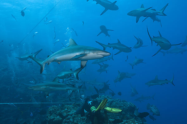Grey Reef Shark during feeding frenzy, Carcharhinus amblyrhynchos, Osprey Reef, Coral Sea, Australia