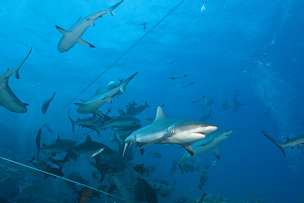 Grey Reef Shark during feeding frenzy, Carcharhinus amblyrhynchos, Osprey Reef, Coral Sea, Australia