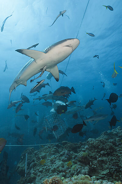 Grey Reef Shark during feeding frenzy, Carcharhinus amblyrhynchos, Osprey Reef, Coral Sea, Australia