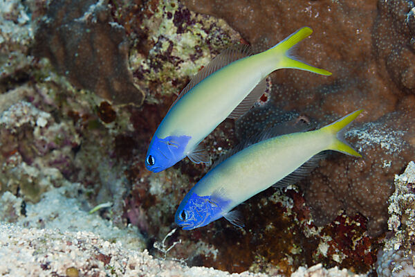 Pair of Blue Tilefish, Hoplolatilus starcki, Osprey Reef, Coral Sea, Australia