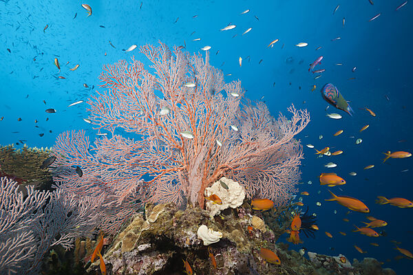 Buntes Korallenriff, Osprey Reef, Korallenmeer, Australien