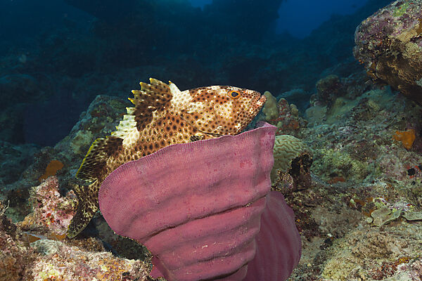 Rotflecken-Zackenbarsch, Epinephelus tauvina, Osprey Reef, Korallenmeer, Australien