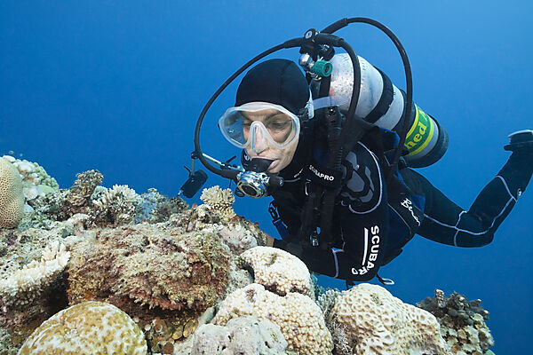 Echter Steinfisch, Synanceia verrucosa, Osprey Reef, Korallenmeer, Australien