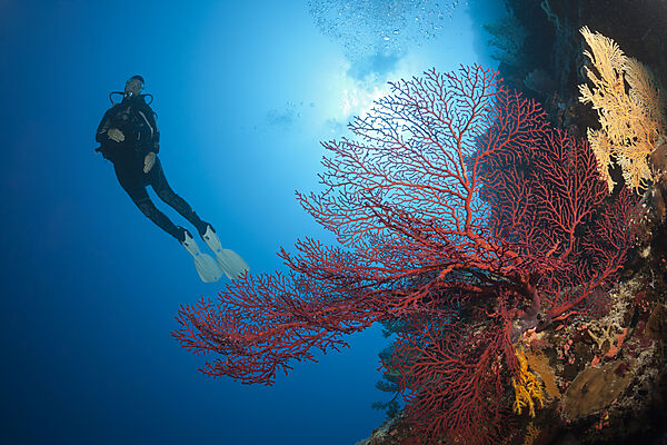 Taucher und Korallenriff, Osprey Reef, Korallenmeer, Australien