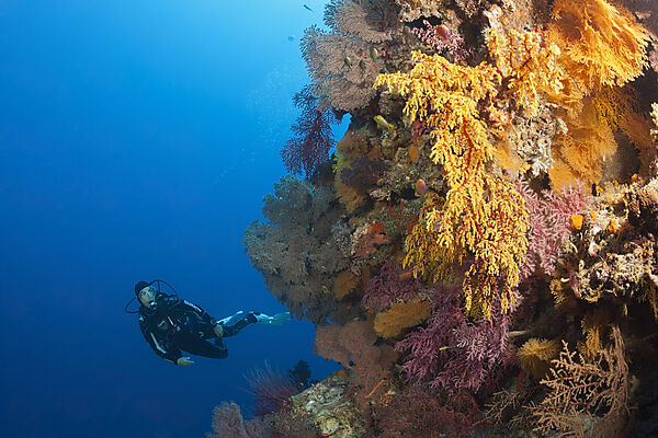 Taucher und Korallenriff, Osprey Reef, Korallenmeer, Australien