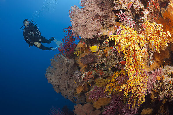 Taucher und Korallenriff, Osprey Reef, Korallenmeer, Australien