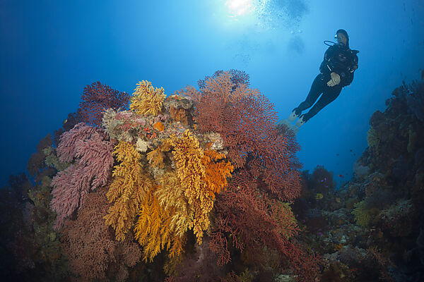 Taucher und Korallenriff, Osprey Reef, Korallenmeer, Australien