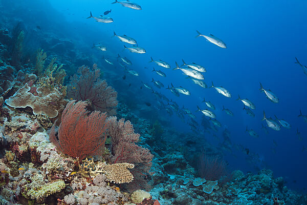 Grossaugen-Stachelmakrelen am Riff, Caranx sexfasciatus, Osprey Reef, Korallenmeer, Australien
