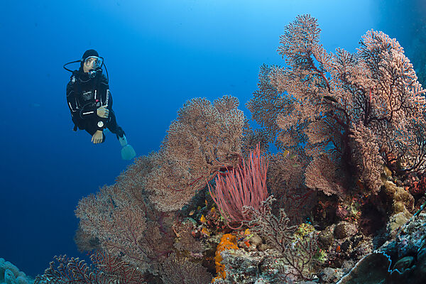 Taucher und Korallenriff, Osprey Reef, Korallenmeer, Australien
