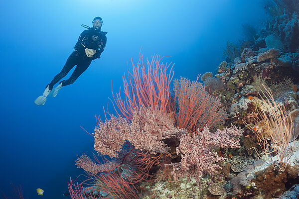 Taucher und Korallenriff, Osprey Reef, Korallenmeer, Australien