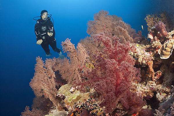 Taucher und Korallenriff, Osprey Reef, Korallenmeer, Australien