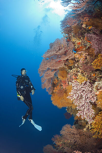 Taucher und Korallenriff, Osprey Reef, Korallenmeer, Australien