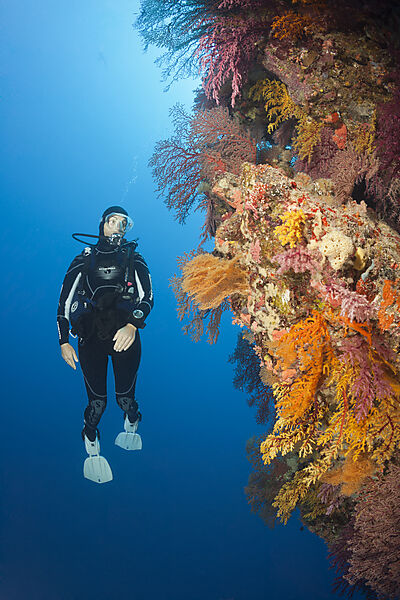 Taucher und Korallenriff, Osprey Reef, Korallenmeer, Australien